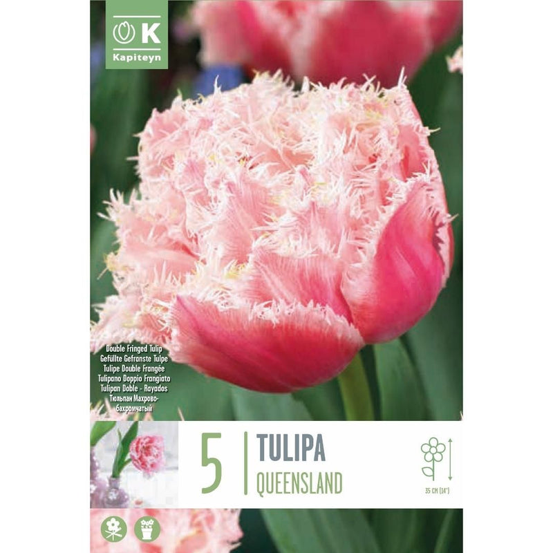 Tulip Queensland Bulbs