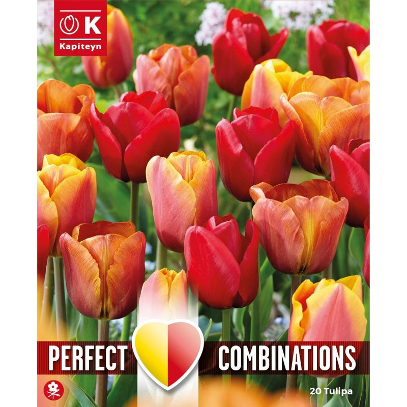 Tulip Red, Orange & Yellow Bulbs