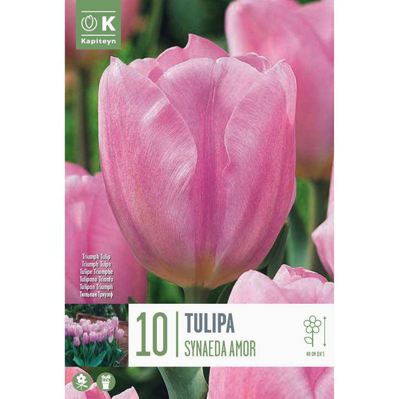 Tulip Synaeda Amor Bulbs