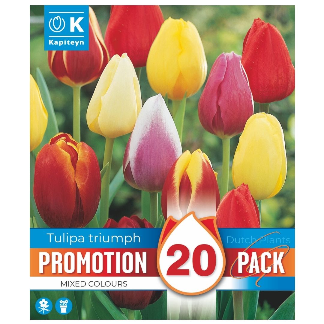 Tulip Triumph Mixed Colours Promo Bulbs
