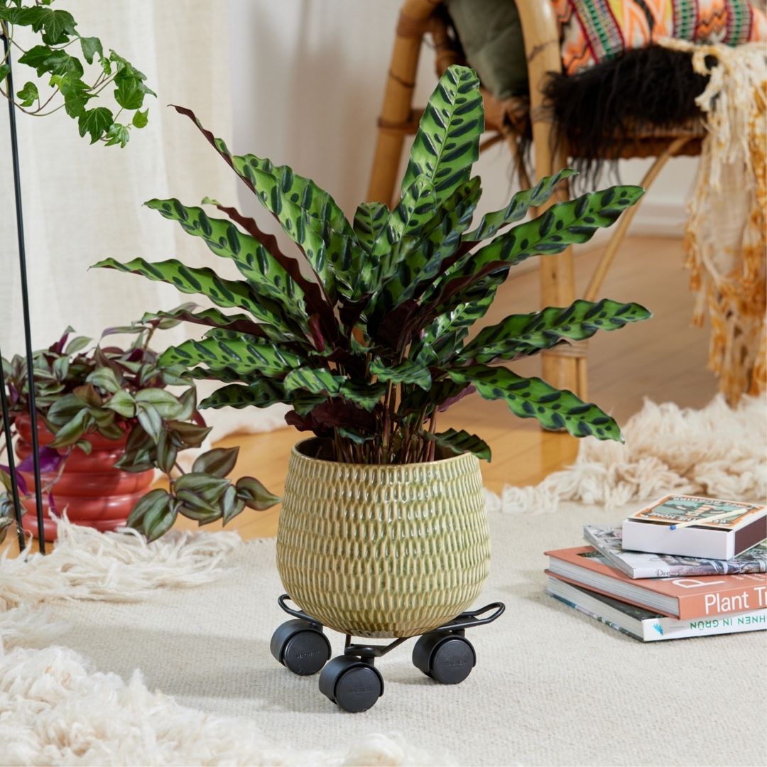 Plant Trolley Indoor Black