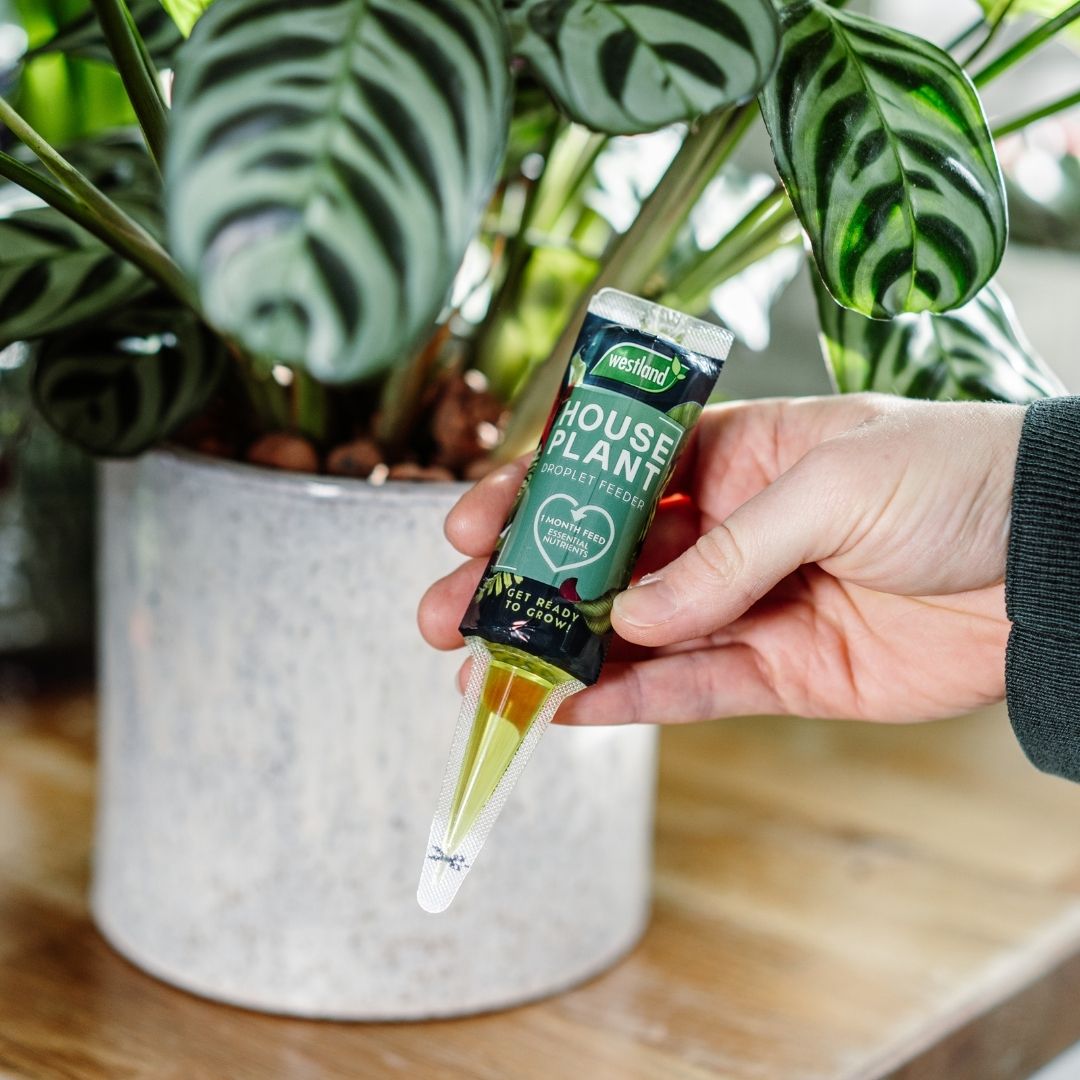 Westland Houseplant Droplet Feeder