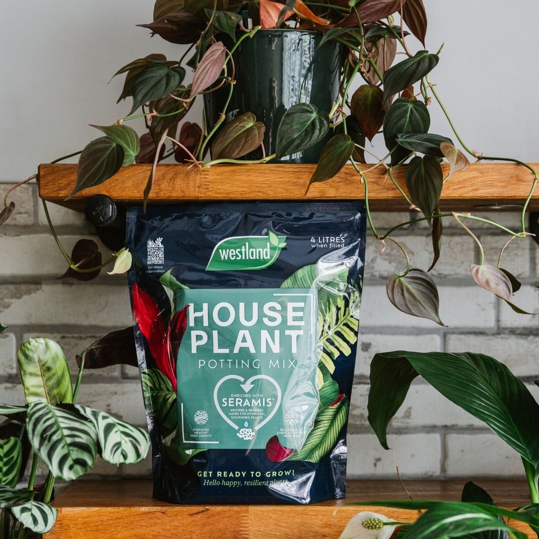 Westland Houseplant Potting Mix 4 Litres