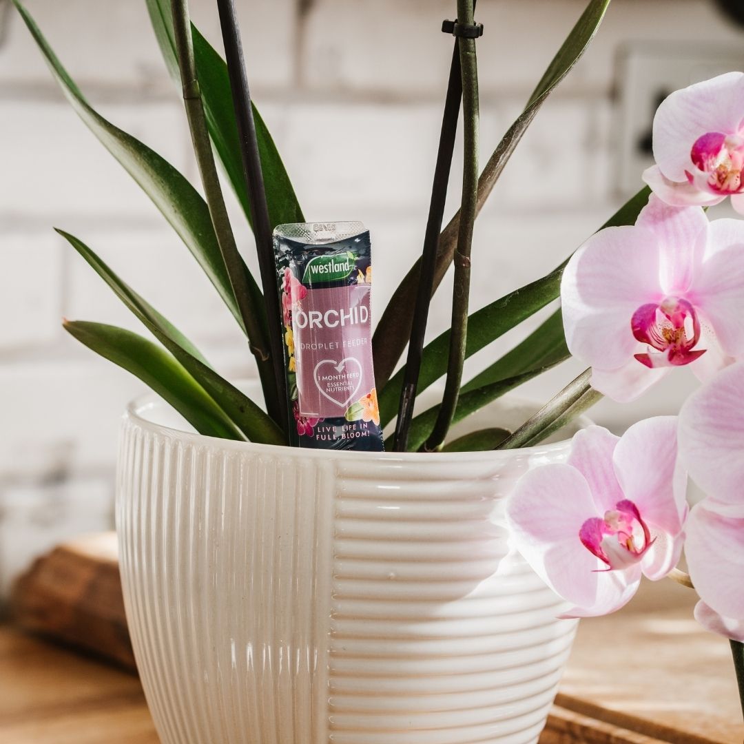 Westland Orchid Droplet Feeder – 6pack