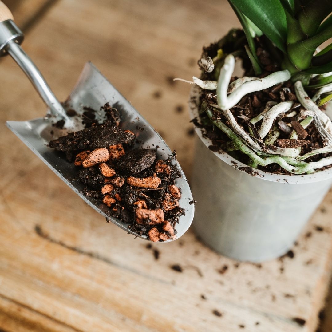 Westland Orchid Potting Mix