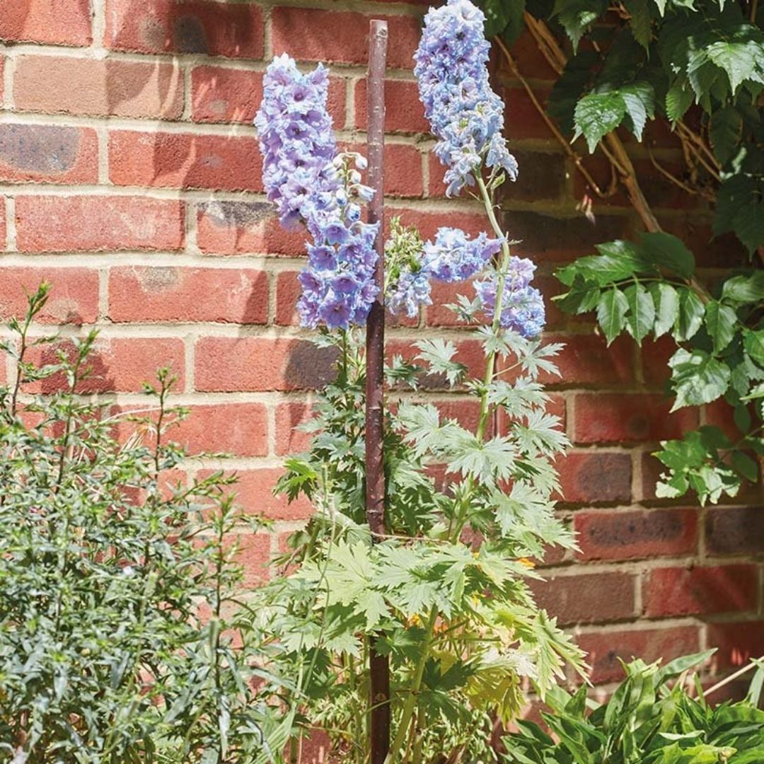 Willow Gro - Stakes - 5 pack