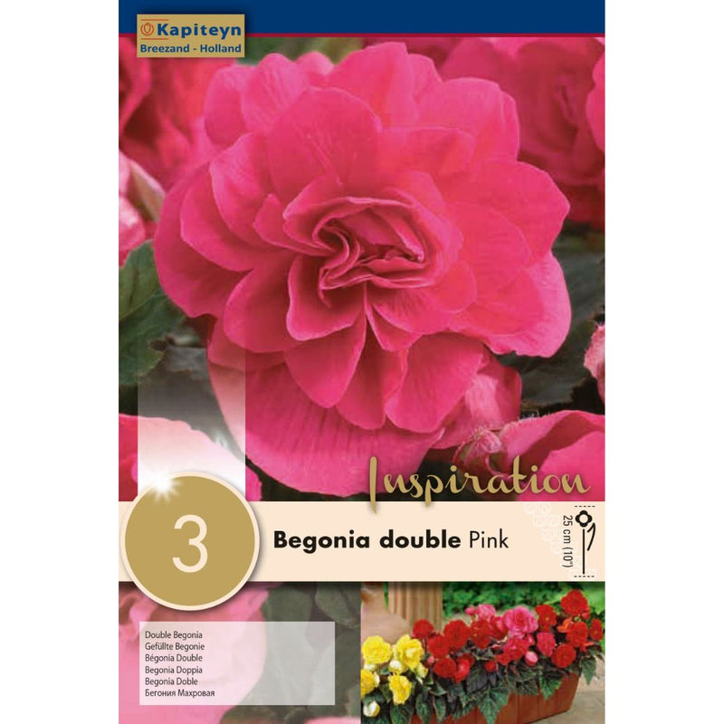 Begonia Double Pink