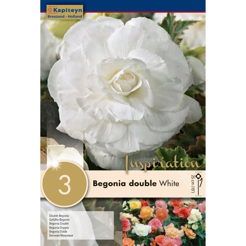 Begonia Double White