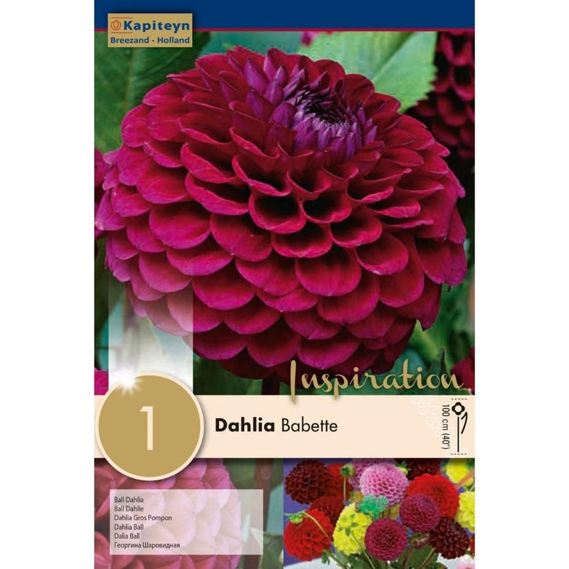 Dahlia Babette