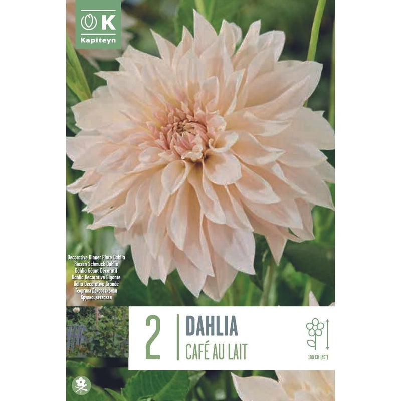 Dahlia Cafe Au Lait