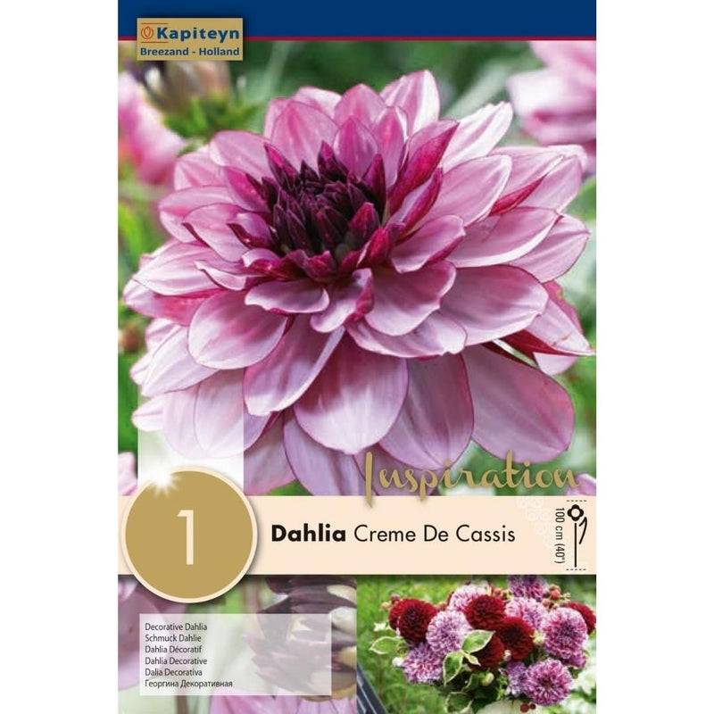 Dahlia Creme de Cassis