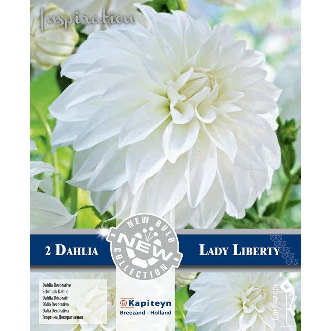 Dahlia Lady Liberty