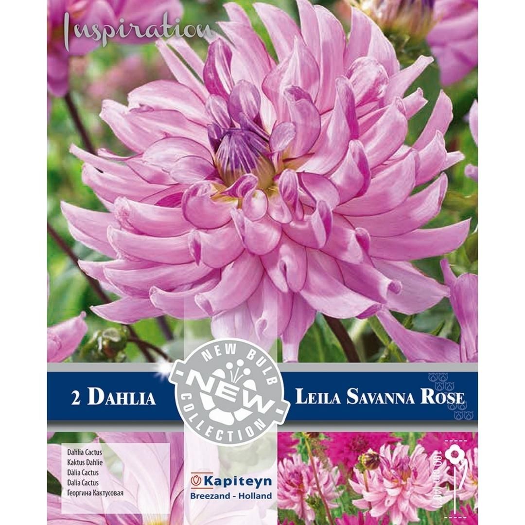 Dahlia Leila Savannah Rose