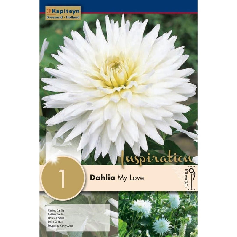 Dahlia My Love