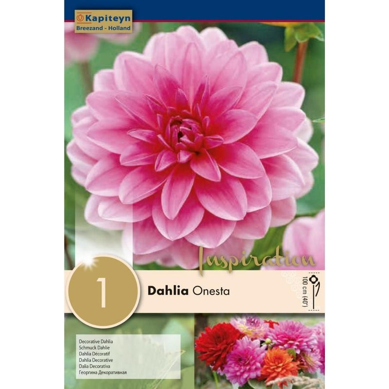 Dahlia Onesta