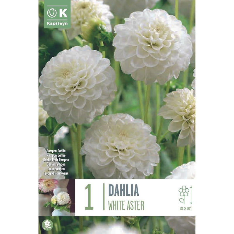 Dahlia White Aster