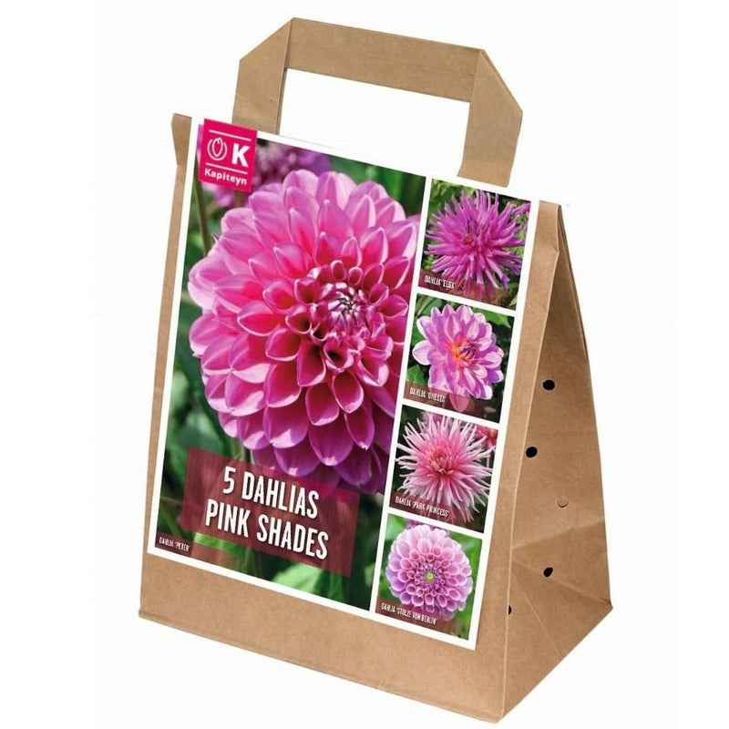 Dahlias Shades of Pink