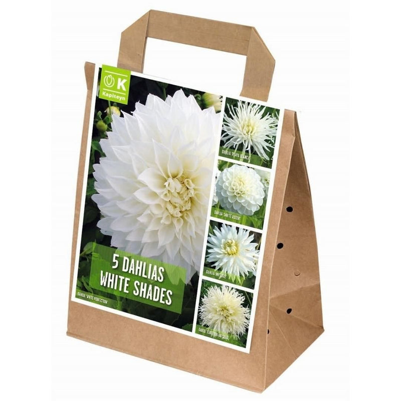 Dahlias Shades of White