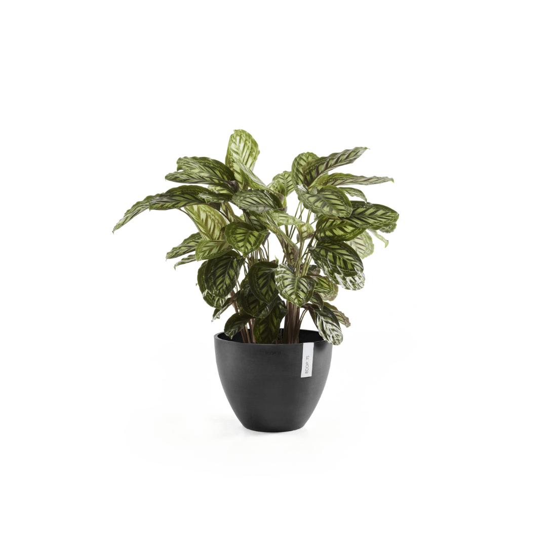 Ecopots Antwerp Dark Grey