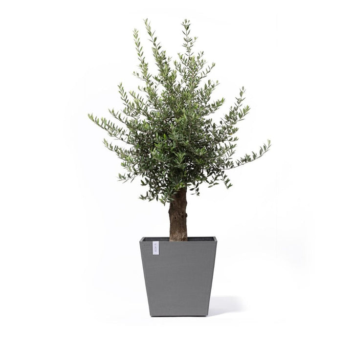 Large Pots