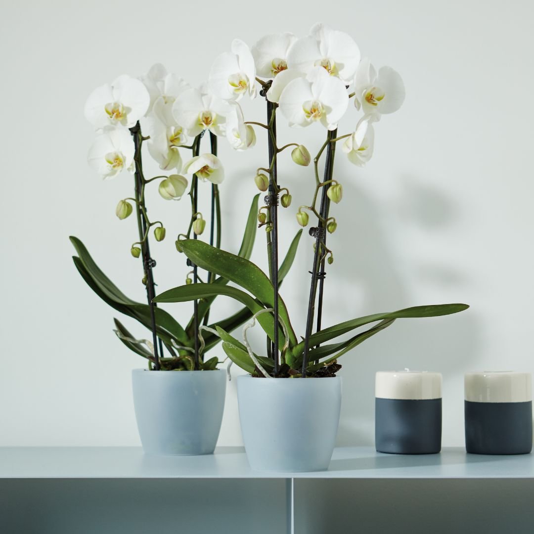 Elho Brussels Orchid Pot Transparent