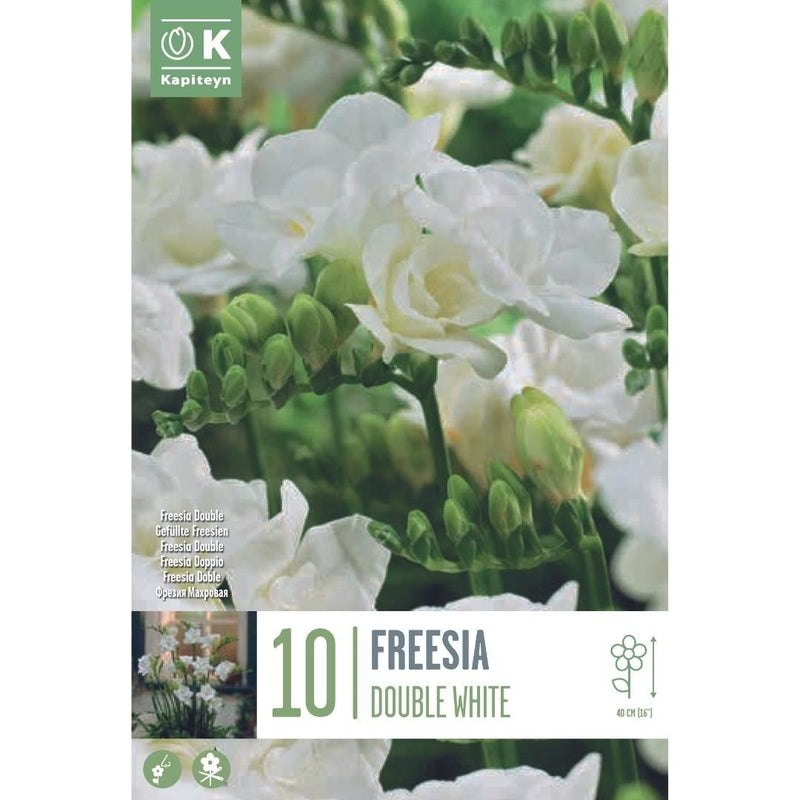 Freesia Double White