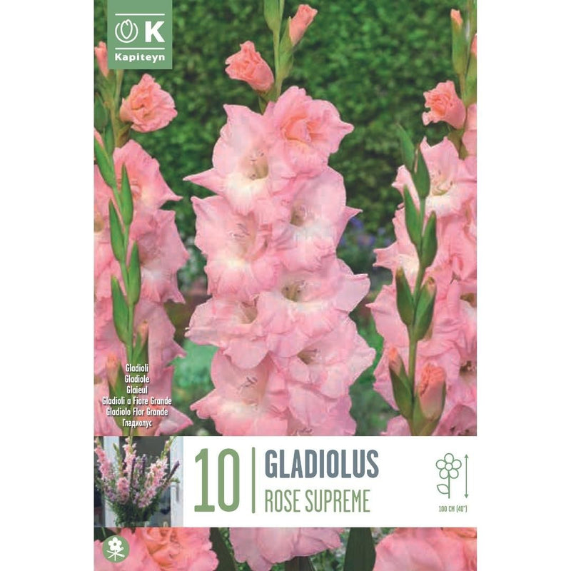 Gladiolus Rose Supreme