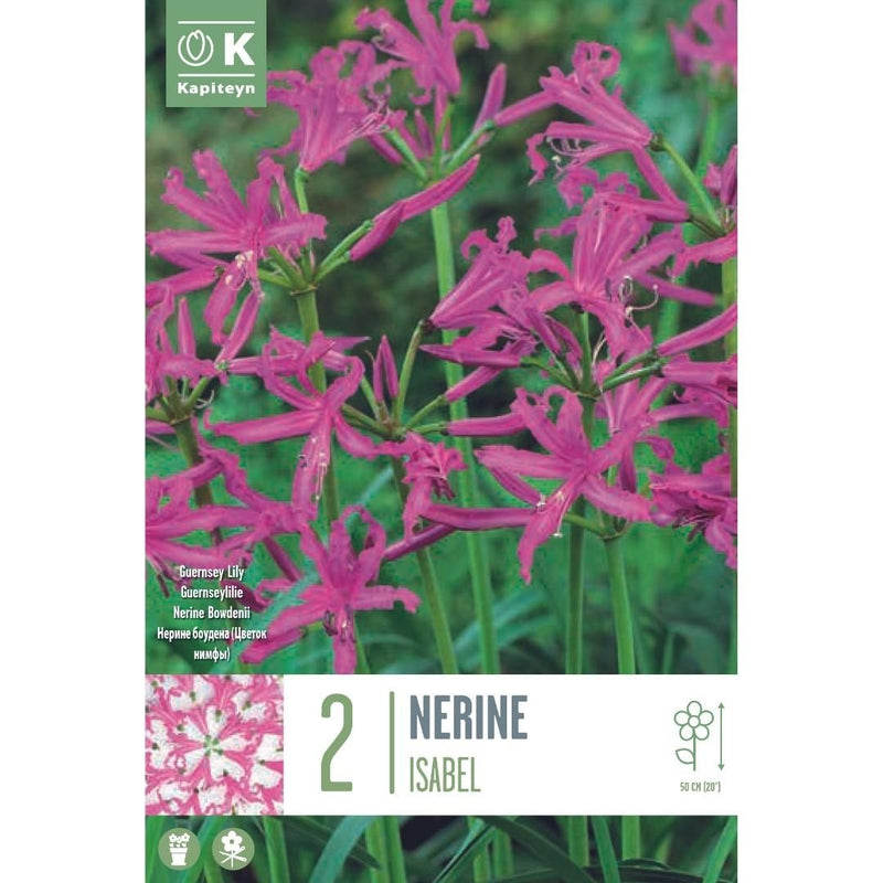 Nerine Isabel