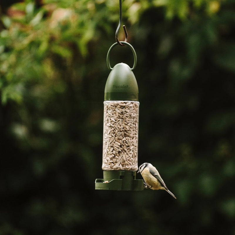 Peckish Sunflower Heart Feeder - The Garden HousePeckish