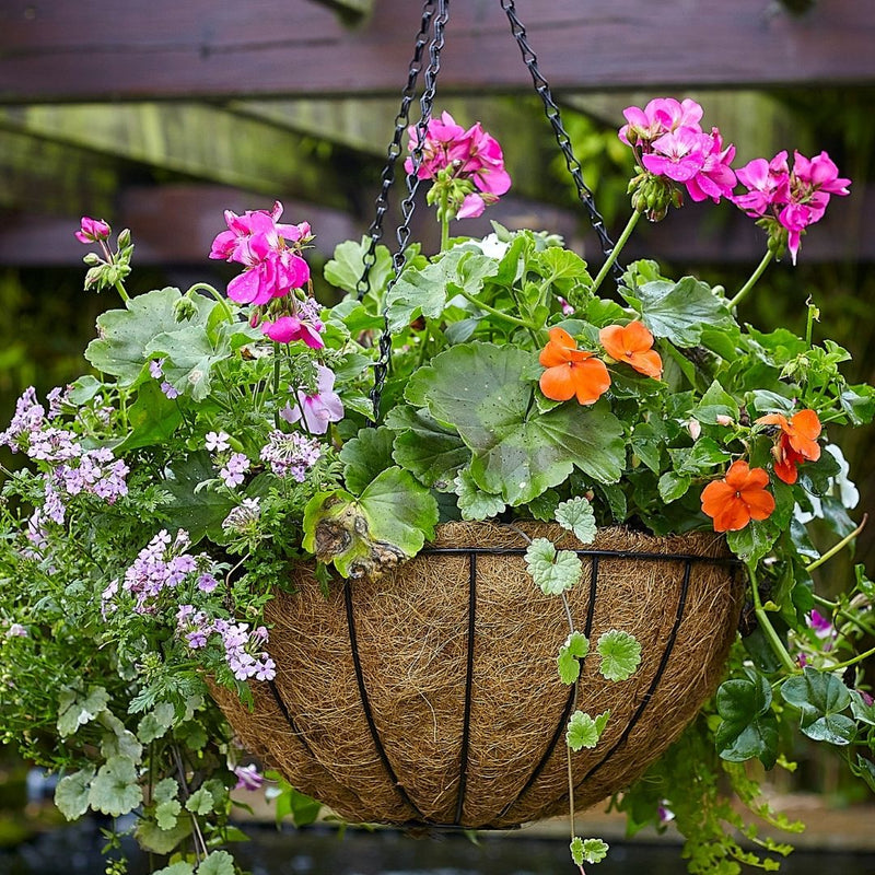 Tom Chambers Traditional Hanging Basket Twin Pack