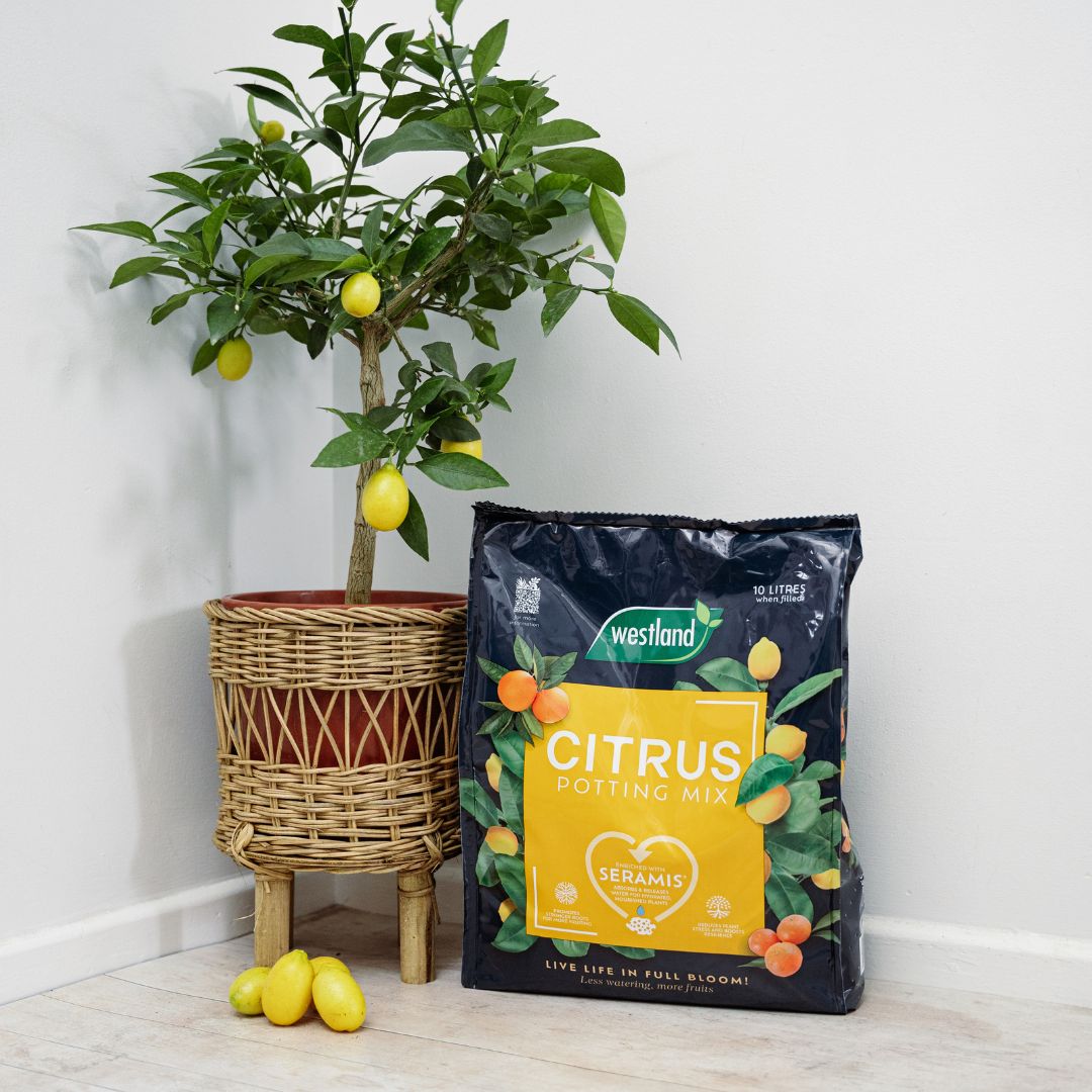 Westland Citrus Potting Mix 10 Litres