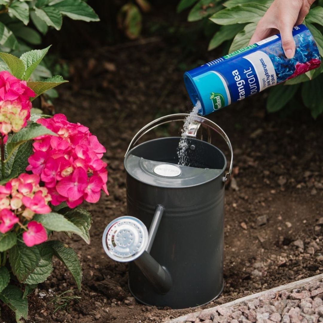 Westland Hydrangea Colourant